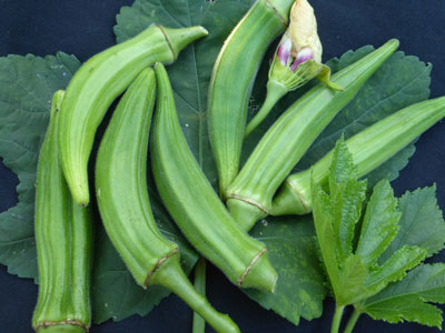 Clemson Spineless OKRA 28 g Clemson Spineless OKRA 28 g