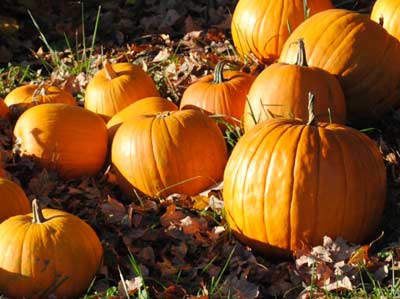 Connecticut Field PUMPKIN 4 g Connecticut Field PUMPKIN 4 g