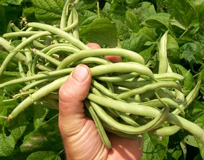 Contender (Buff Valentine) Snap Bean (Bush) 28g Contender (Buff Valentine) Snap Bean (Bush) 28g