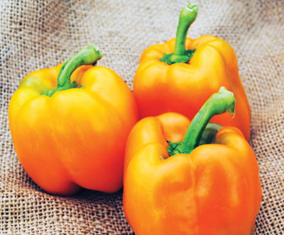 Corona PEPPER, BELL (SWEET) 0.5 g Corona PEPPER, BELL (SWEET) 0.5 g