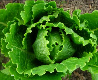 Cosmo LETTUCE, ROMAINE 0.5 g Cosmo LETTUCE, ROMAINE 0.5 g