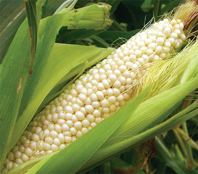 Country Gentleman (Shoepeg) Sweet Corn 28g Country Gentleman (Shoepeg) Sweet Corn 28g