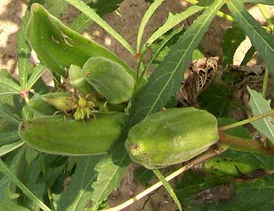 Cow Horn OKRA 28 g Cow Horn OKRA 28 g