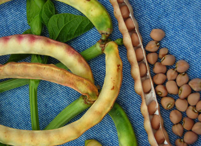 Creel Crowder Southern Pea (Cowpea) 28 g Creel Crowder Southern Pea (Cowpea) 28 g