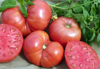 Crnkovic Yugoslav TOMATO 0.16 g Crnkovic Yugoslav TOMATO 0.16 g