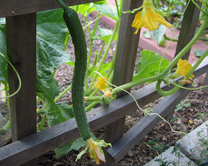 Suyo Long CUCUMBER, ASIAN 2 g Suyo Long CUCUMBER, ASIAN 2 g
