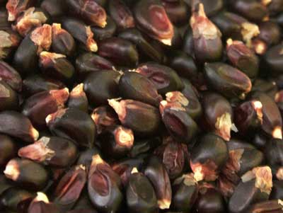 Dakota Black POPCORN 28 g Dakota Black POPCORN 28 g