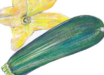 Zucchini, Dark Green SQUASH, SUMMER 4 g Zucchini, Dark Green SQUASH, SUMMER 4 g