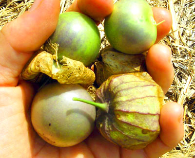 De Milpa TOMATILLO 0.09 g De Milpa TOMATILLO 0.09 g