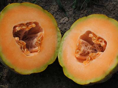 Delicious 51 MUSKMELON 2 g Delicious 51 MUSKMELON 2 g