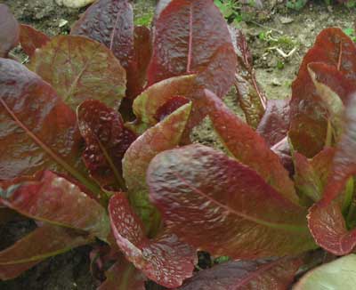 Devil's Tongue LETTUCE, LOOSELEAF 0.5 g Devil's Tongue LETTUCE, LOOSELEAF 0.5 g