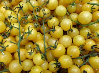 Dr. Carolyn TOMATO 0.08 g Dr. Carolyn TOMATO 0.08 g