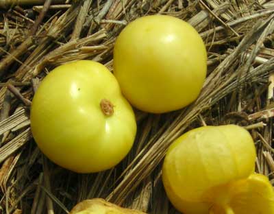 Dr. Wyche's Yellow TOMATILLO 0.09 g Dr. Wyche's Yellow TOMATILLO 0.09 g