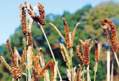 Millet: Dragon's Claw 'Ragi' GRAIN 2 g Millet: Dragon's Claw 'Ragi' GRAIN 2 g
