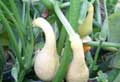 Early Golden Summer Crookneck SQUASH, SUMMER 3 g Early Golden Summer Crookneck SQUASH, SUMMER 3 g