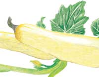 Early Prolific Straightneck SQUASH, SUMMER 4 g Early Prolific Straightneck SQUASH, SUMMER 4 g
