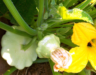 Early White Bush Scallop Summer Squash 3 g Early White Bush Scallop Summer Squash 3 g
