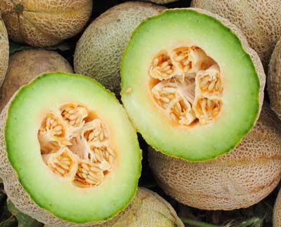 Eden Gem (Rocky Ford) MUSKMELON 2 g Eden Gem (Rocky Ford) MUSKMELON 2 g