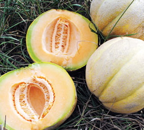 Edisto Mystery MUSKMELON 2 g Edisto Mystery MUSKMELON 2 g