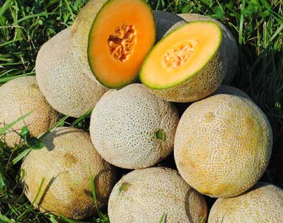 Edisto 47 MUSKMELON 2 g Edisto 47 MUSKMELON 2 g
