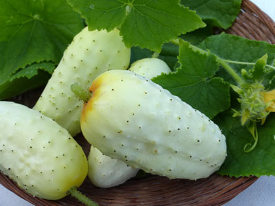 Edmonson Pickling Cucumber 2 g Edmonson Pickling Cucumber 2 g