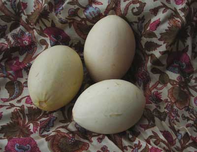 Egg GOURD, ORNAMENTAL 0.75 g Egg GOURD, ORNAMENTAL 0.75 g