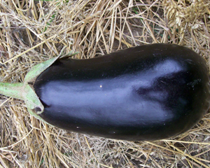 Early Black Egg EGGPLANT 0.25 g Early Black Egg EGGPLANT 0.25 g