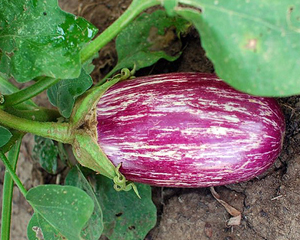 Listada De Gandia EGGPLANT 0.25 g Listada De Gandia EGGPLANT 0.25 g