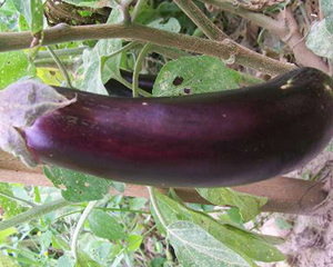 Long Purple EGGPLANT 0.25 g Long Purple EGGPLANT 0.25 g
