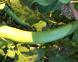 Louisiana Long Green (Green Banana) EGGPLANT 0.25 g Louisiana Long Green (Green Banana) EGGPLANT 0.25 g