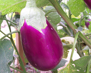Rosita EGGPLANT 0.25 g Rosita EGGPLANT 0.25 g