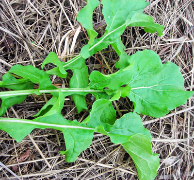 Arugula, Even' Star Winter GREENS 1 g Arugula, Even' Star Winter GREENS 1 g
