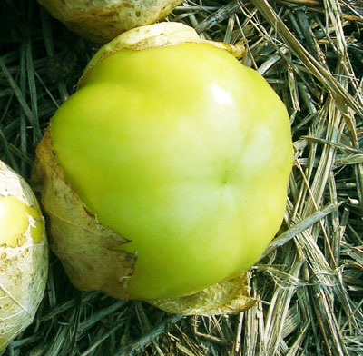Everona Large Green TOMATILLO 0.09 g Everona Large Green TOMATILLO 0.09 g