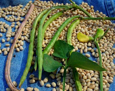 Fast Lady Northern Southern Pea (Cowpea) 14 g Fast Lady Northern Southern Pea (Cowpea) 14 g