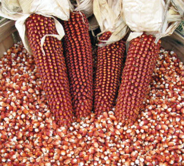 Floriani Red Flint CORN, FLINT 454g Floriani Red Flint CORN, FLINT 454g