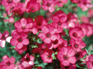 Flax, Scarlet FLOWER 0.30 g Flax, Scarlet FLOWER 0.30 g
