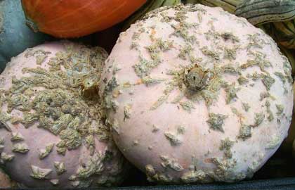 Galeux d'Eysines SQUASH, WINTER 5 g Galeux d'Eysines SQUASH, WINTER 5 g