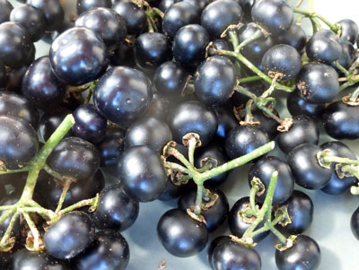 Garden Huckleberry 0.09 g Garden Huckleberry 0.09 g