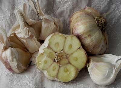 Inchelium Red Softneck Garlic 8 oz.