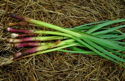 Green Garlic Scallion Sampler 12 oz Green Garlic Scallion Sampler 12 oz