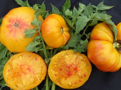 Georgia Streak Tomato 0.16 g Georgia Streak Tomato 0.16 g
