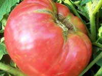 German Johnson TOMATO 0.16 g German Johnson TOMATO 0.16 g