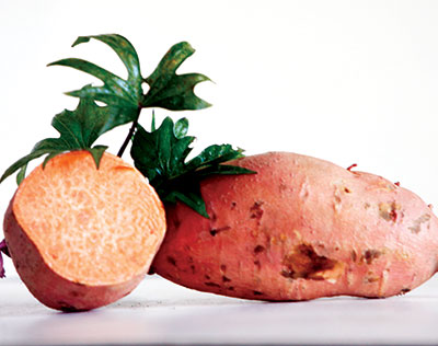 ginseng sweet potato (slips for spring planting)