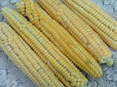 Golden Bantam 8 Row Sweet Corn 28g Golden Bantam 8 Row Sweet Corn 28g