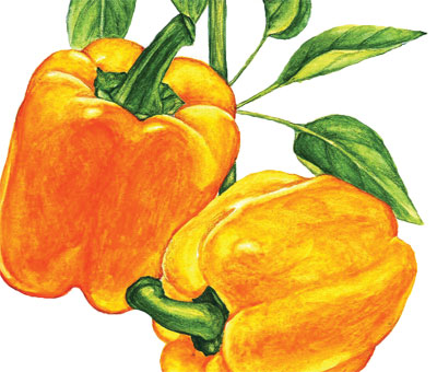 Golden Calwonder PEPPER, BELL (SWEET) 0.5 g Golden Calwonder PEPPER, BELL (SWEET) 0.5 g