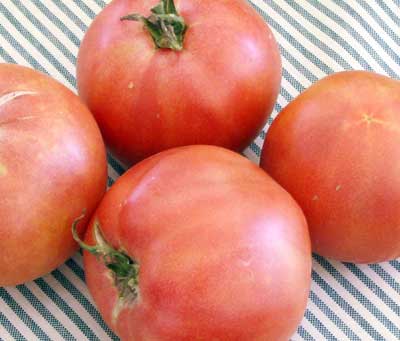 Grace Lahman’s Pink (Lahman Pink) TOMATO 0.16 g Grace Lahman’s Pink (Lahman Pink) TOMATO 0.16 g