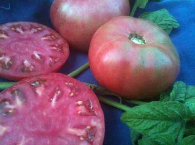 Grandfather Ashlock TOMATO 0.16 g Grandfather Ashlock TOMATO 0.16 g