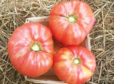 granny cantrell tomato
