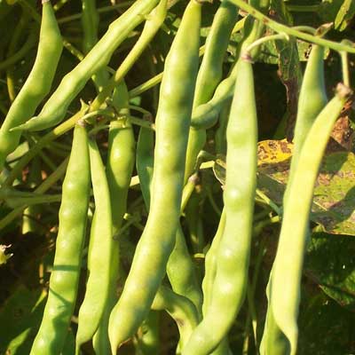Greasy Pod (White Greasy) BEAN, SNAP (POLE) 14 g Greasy Pod (White Greasy) BEAN, SNAP (POLE) 14 g