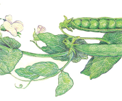 Green Arrow PEA, SHELLING (ENGLISH) (DWARF) 454 g Green Arrow PEA, SHELLING (ENGLISH) (DWARF) 454 g
